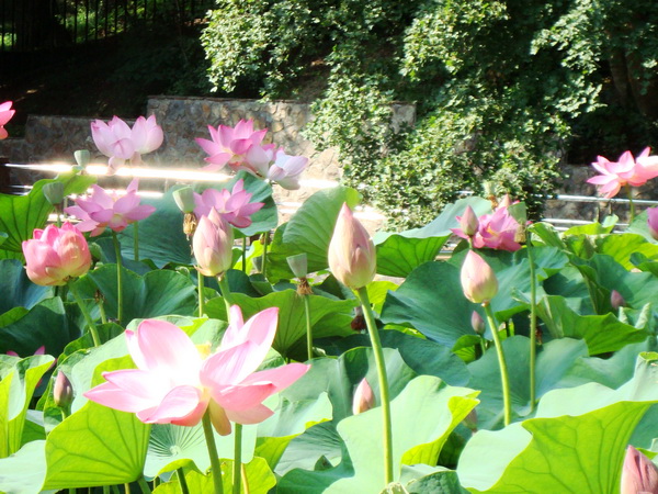 Lacul cu nuferi – Baile Felix